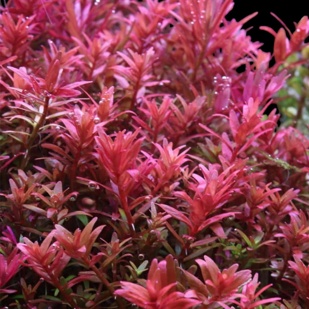 Rotala Blood Red kubek invitro 10cm czerwona roślina na tylny plan